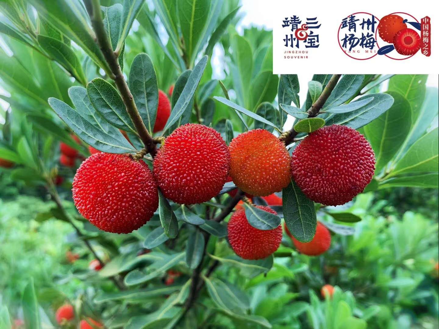 湖南漢眾農(nóng)業(yè)發(fā)展有限公司,懷化天然七角艾草植物種植,懷化艾制品制造銷售 湖南漢眾農(nóng)業(yè)發(fā)展有限公司,懷化天然七角艾草植物種植,懷化艾制品制造銷售